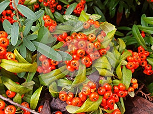 Red berries Pyracantha or Cotoneaster