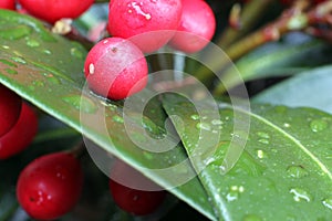 Red berries in the rain