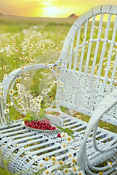 red berries of red currant and raspberry and a cup of tea on a wicker white chair among a field with daisies on a summer evening.