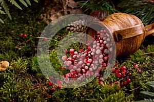 Red berries of ripe cranberries in a clay pot on a moss cover, at forest floor