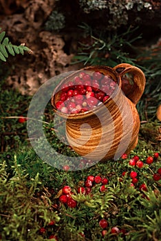 Red berries of ripe cranberries in a clay pot on a moss cover, at forest floor
