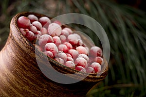 Red berries of ripe cranberries in a clay pot on a moss cover, at forest floor