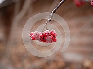 The red berries of the ripe Rowan on the branch are covered with frost on a cloudy frosty morning of late autumn.