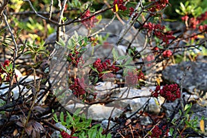 Red berries ripen on branches of shrubs