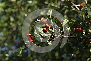 Red berries ripen on bushes in the forest