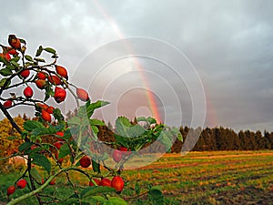 Red berries rosehips against the sky