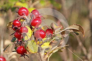 Red berries or rosehips on dog-rose rosa canina