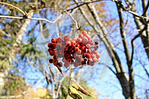 Red berries of rowan growing on the branches of a tree