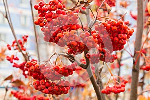 Red berries rowan of Russian ashberry on a tree close-up