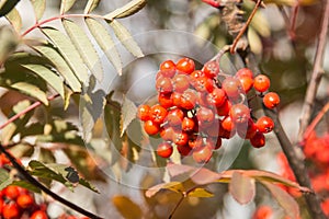 Red berries rowan of Russian ashberry on a tree close-up