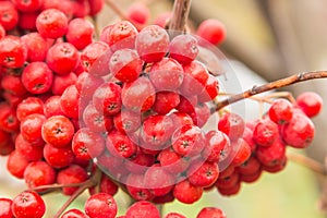 Red berries rowan of Russian ashberry on a tree close-up