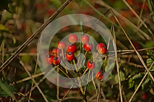 Red berries of a Rsa Multiflora