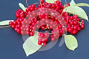 Red berries of schisandra