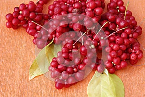 Red berries of schisandra