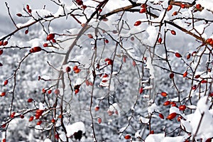 Red berries and snow photo