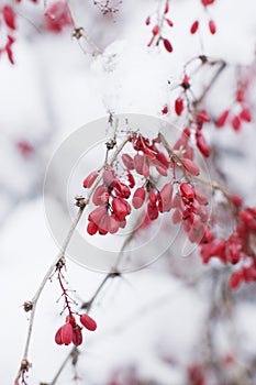 Red berries on a snow branch