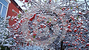 Red berries in the snow in England