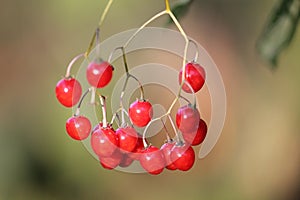 Red berries of Solanum dulcamara or bittersweet nightshade