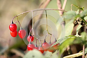 Red berries of Solanum dulcamara or bittersweet nightshade