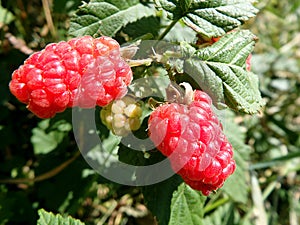 Red berries - tayberry