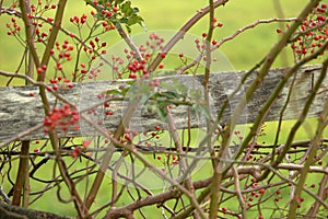 Red Berries among thorns and briars