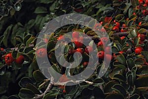 red berries on a tree - Cotoneaster horizontalis