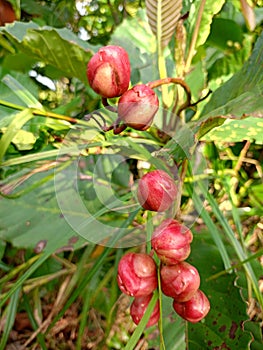 Red Berries on Tropical Flora in Indonesian Jungle