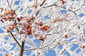 Red berries under snow