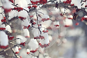 Red berries under snow