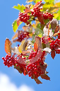 Red berries viburnum.