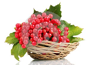 Red berries of viburnum