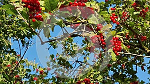 Red berries of viburnum on a branch against the blue sky