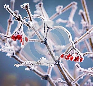 Red berries of viburnum on branch, covered with hoarfrost, close up