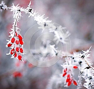 Red berries of viburnum on branch, covered with hoarfrost, close up