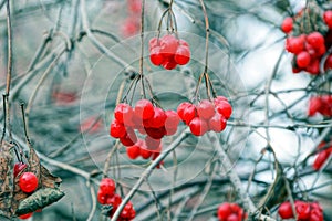 Red berries of viburnum on the branches of the bush in the autumn garden