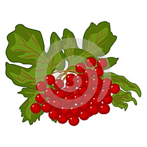 Red berries of viburnum with green foliage - vector clipart. A beautiful bunch of bright blood scarlet kalyna fruit is a national