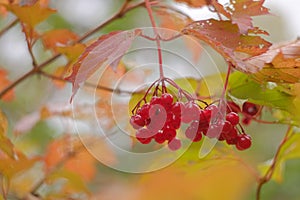 Red berries of viburnum Guelder rose or Kalina in autumn. Berries on a branch with leaves photo