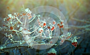 Red berries of viburnum with hoarfrost