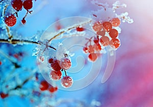 Red berries of viburnum with hoarfrost