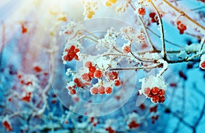 Red berries of viburnum with hoarfrost