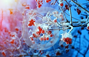 Red berries of viburnum with hoarfrost