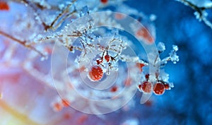 Red berries of viburnum with hoarfrost