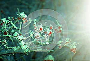 Red berries of viburnum with hoarfrost