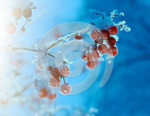 Red berries of viburnum with hoarfrost