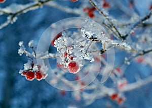 Red berries of viburnum with hoarfrost