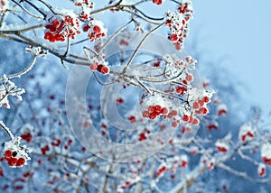 Red berries of viburnum with hoarfrost