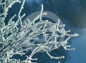 Red berries of viburnum with hoarfrost