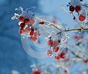 Red berries of viburnum with hoarfrost