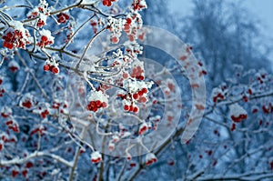 Red berries of viburnum with hoarfrost