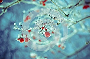 Red berries of viburnum with hoarfrost